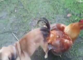 Pet dog in heat has his cock stuck in hot chicken