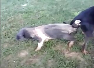 Outdoor animal fucking scene showing a dog that knots a pig or smth