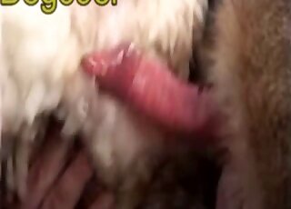 Closeup fuck movie showing intense action with a furry animal pussy
