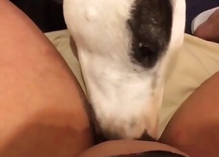 White doggo practicing its oral skills with horny zoophilic housewife