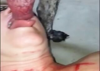 Slightly chubby cocksucker shows how she pleasures dog cocks here