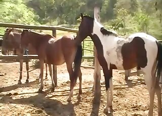 Horse inserting its oversized penis into another horse's wet pussy