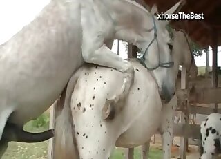 Horse fucks his female in brutal modes during perfect scenes