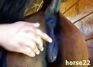 Horny man fist fucks horse's wer cunt in dirty zoo kinks