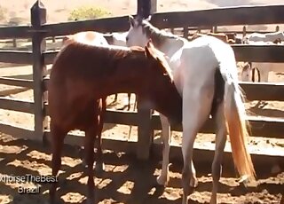 Stallion prepares to fuck his female for the delight of the one filming