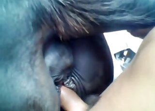 Horny nude male sticks whole cock into a succulent horse pussy