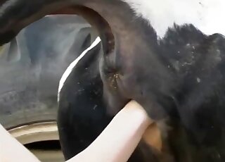 Naked bitch fist fucks cow and shares animal perversions in great angles