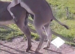 Guy filming donkey's huge dick and feeling horny to taste it