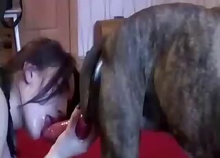 Amateur ends sloppy dog porn play with jizz on face