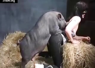 Clothed brunette in brutal zoophilia getting fucked by a pig