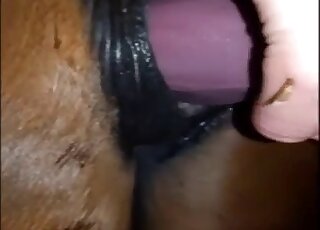Terrific horse pussy getting banged by a surprisingly large fake cock