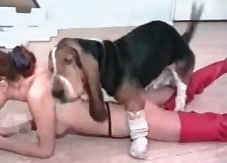 Aroused doggy wants to fuck its owner and lick that pussy