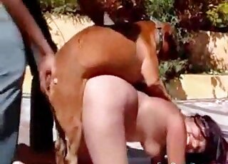 Dude helps doggie to fuck the wet pussy of a horny zoophile bitch