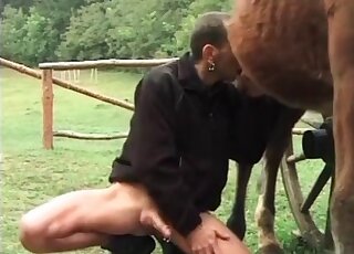 Stud loves sucking horse's thick shaft and can't wait to get cumshots