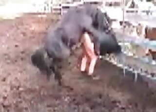 Aroused black horse gladly fucks chubby zoophile bitch outdoors