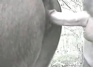 Dirty-minded zoophile stuffs his pecker inside wet cunt of a horse
