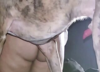 Sweaty and intense sex scene showing a hot animal that fucks