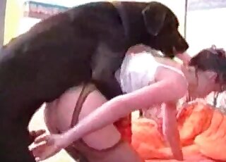 Huge black dog bangs horny zoophile chick in sexy lingerie