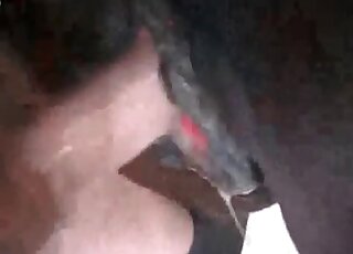 Dirty-minded dude gladly fucks a horse during bestiality XXX video