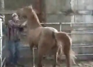 Aroused stallion bangs tight ass hole of a nasty zoophile in stables
