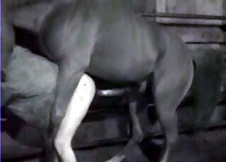Passionate zoo porn demonstrates as zoophile gets banged by a horse