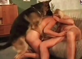 Shepherd dog bangs tight cunt of a bitch, while she performs a blowjob
