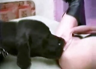 Black doggie can't stop licking that tight pussy of a moaning bitch at home