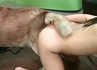 Husky dog doesn't mind fucking with a sexy brunette zoophile bitch at all