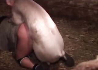 Kinky bestiality action shows the way pig bangs naughty zoophile