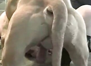 Muscular dog fucks hard the tight holes of a zoophile bitch in mask