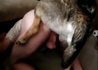 Aroused dog fucks hard the tight ass of a zoophile in bestiality scene