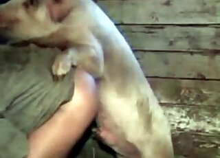 Aroused pig bangs ass of a zoophile from behind in a kinky bestiality video