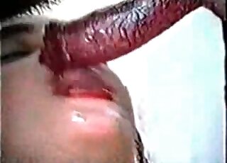 Big boobs brunette blows a black dog in a hot and vintage XXX video