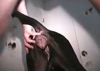 Black dog licking all over a guy's cock after some deep pussy fucking