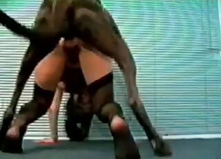 Black lingerie lady fucks a dog in a standing doggystyle position here