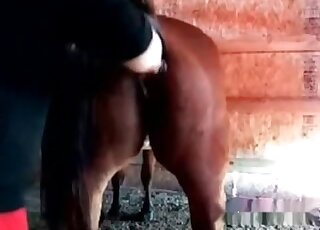 Zoophilic porn scene showing a mare's pussy that gets fisted brutally