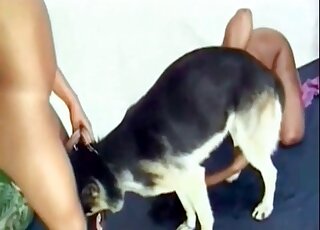 Attractive babes choose to share a white dog's colossal penis here