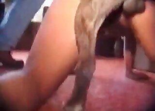 Sex tape scene dealing with a hot lady that wants dog semen inside