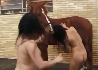 Attractive Latin women are ready to tease a brown stallion together