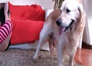 Dog's cock is getting shamelessly grabbed by a white mask zoophile