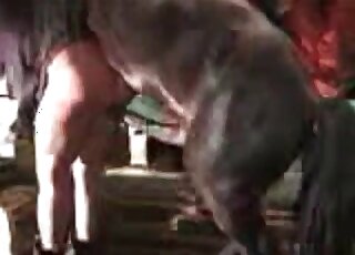Meaty lady with a giant ass gets fucked by a huge horse cock too