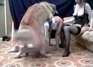 Aroused doggie takes horny bitch from behind and nails her cunt