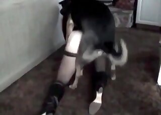 Attractive lady in sexy stockings enjoys hot humping with a doggo