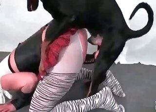 Black dog eats juicy pussy of a blonde and fucks her in a hot video