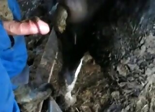 Nasty pervert is going to stuff his cock in the animal’s asshole