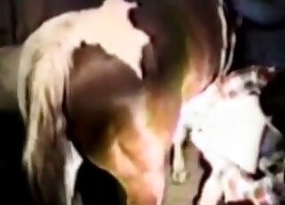Spoiled pervert toys a horse deep getting orgaasm in a dirty scene