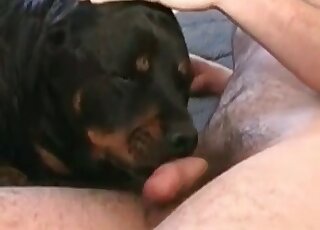 Dude fists a dog’s ass and then fucks the horny animal insanely