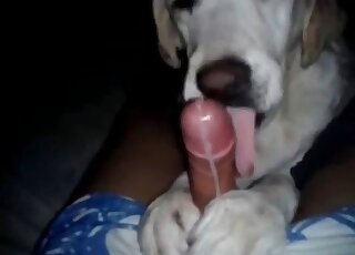 Brave dude gets his dick sucked by his dog in a XXX zoophilia video