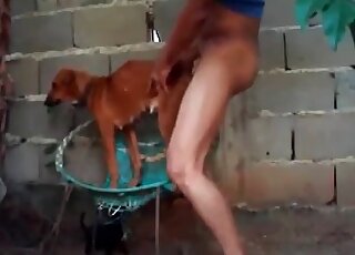 Nasty dude bangs a small dog in a breathtaking zoophilia action