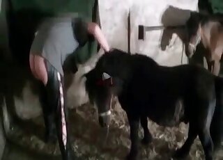 Pony fucks a dirty-minded pervert in the barn in a retro zoo porn video